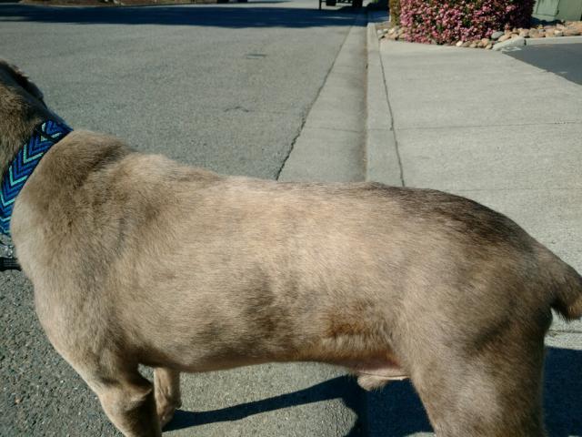 Monty Coat Color Marthas 3